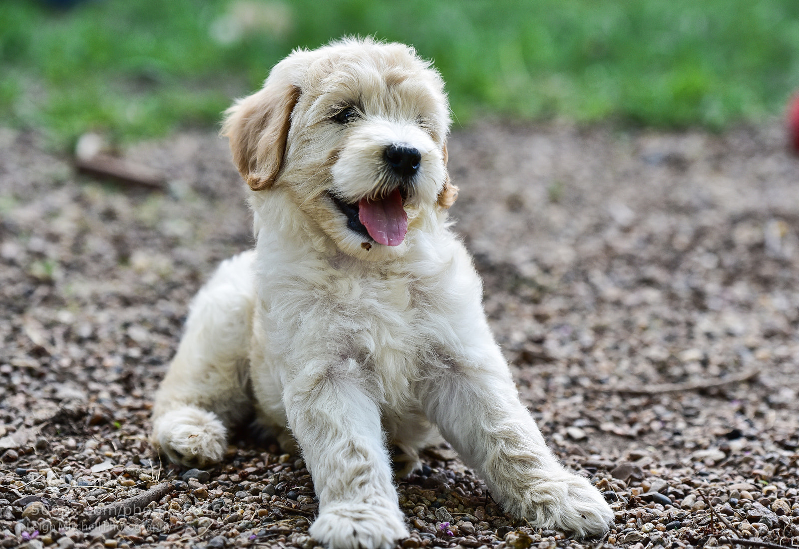 Nikon D750 sample photo. Goldendoodle pup photography