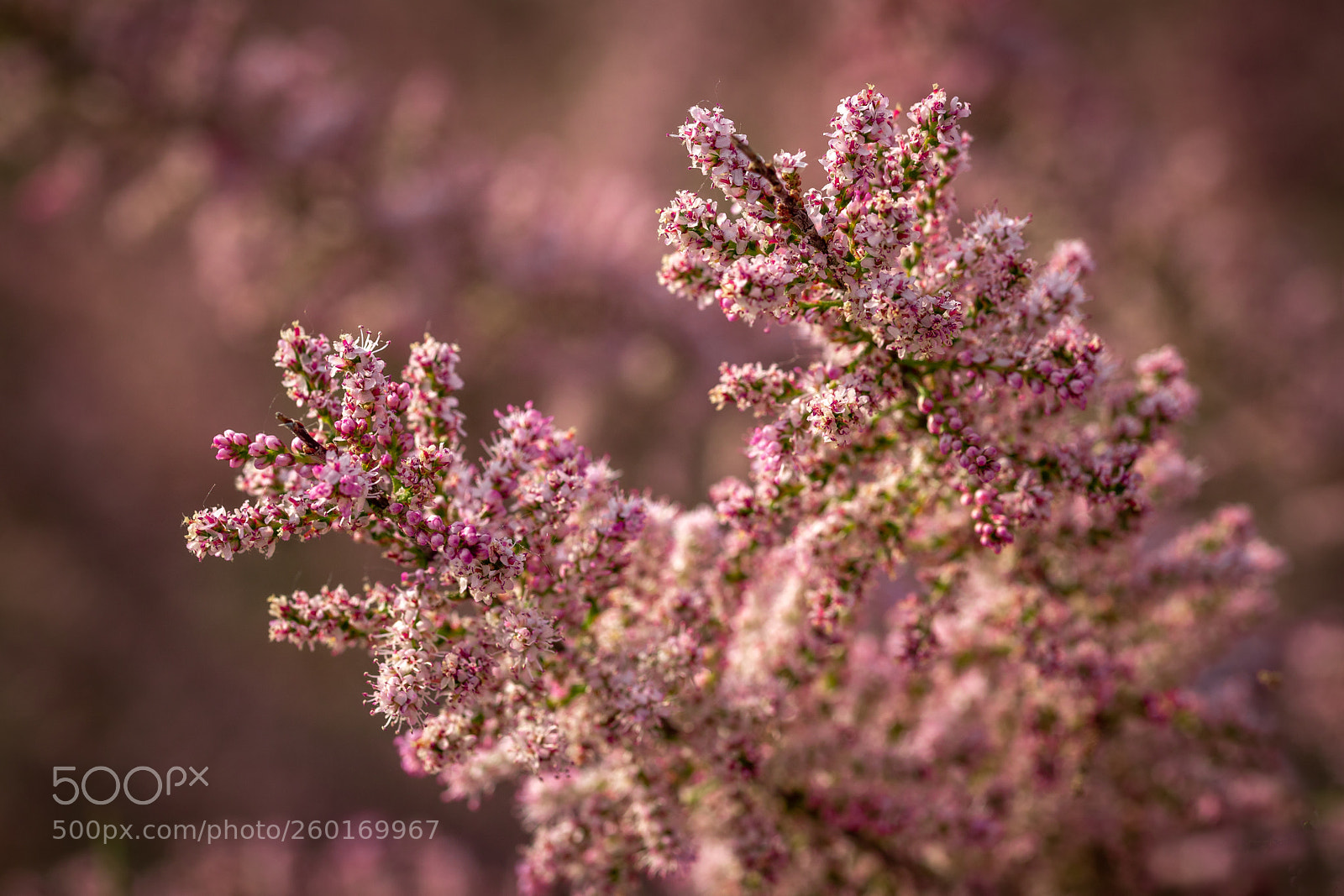 Canon EOS 6D Mark II sample photo. In bloom photography