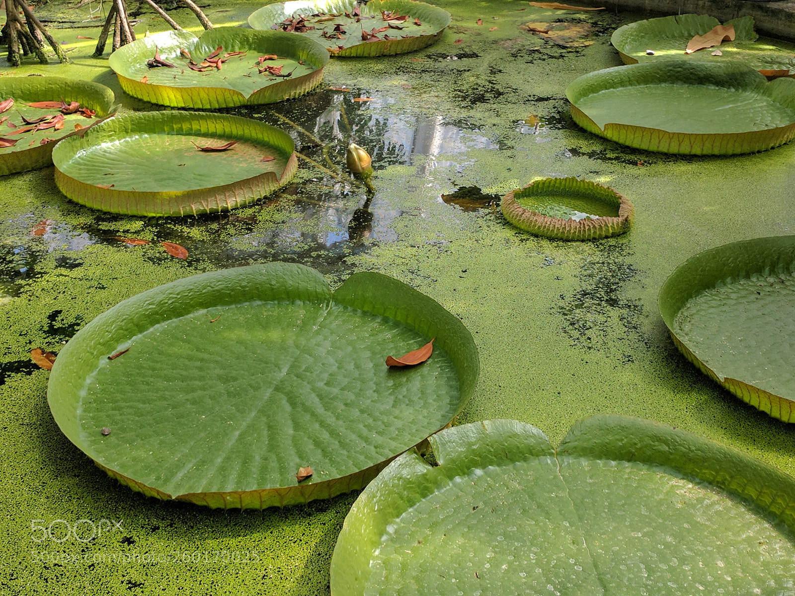 LG Nexus 5X sample photo. Lily pads photography