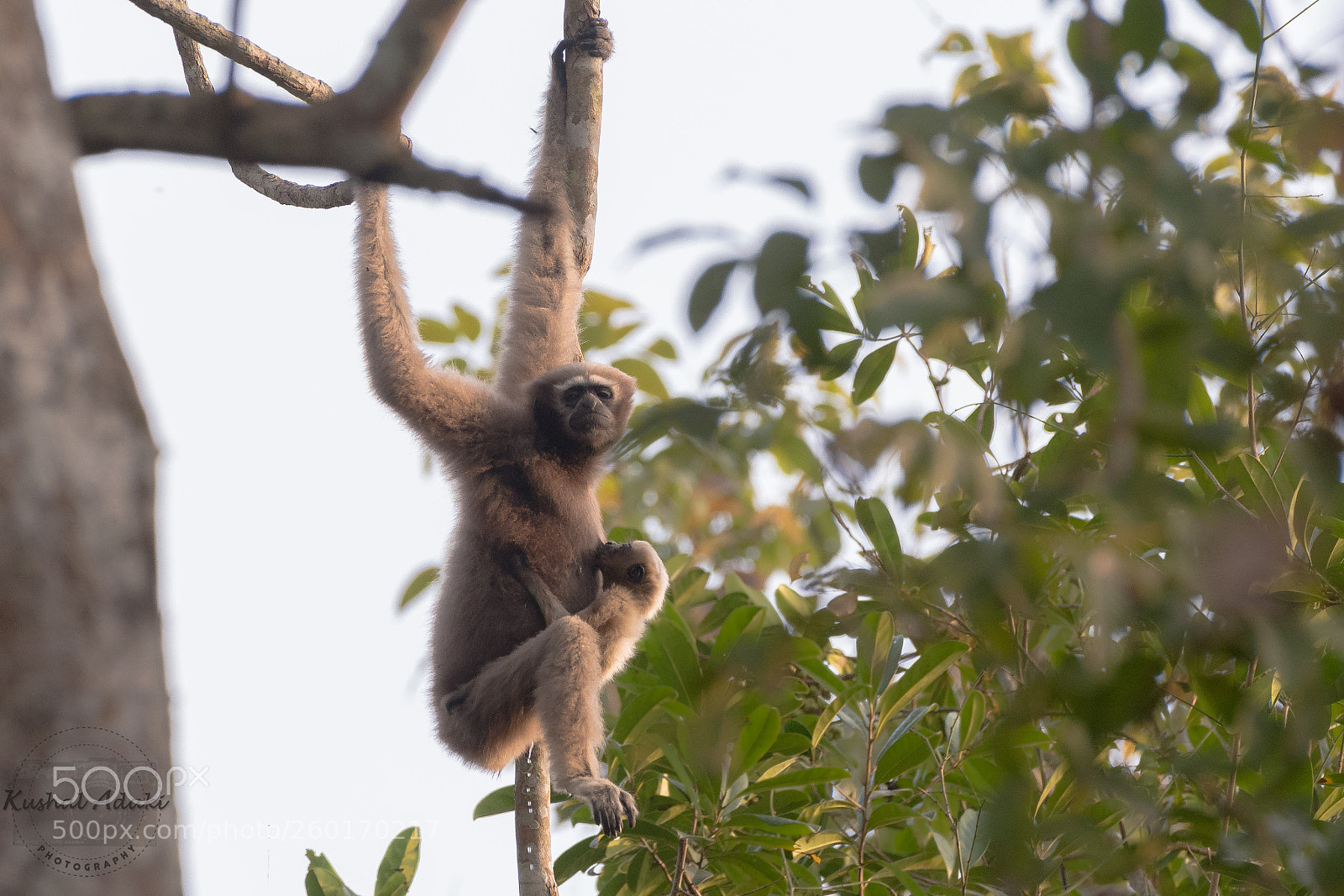 Nikon D500 sample photo. Western hoolock gibbon female photography