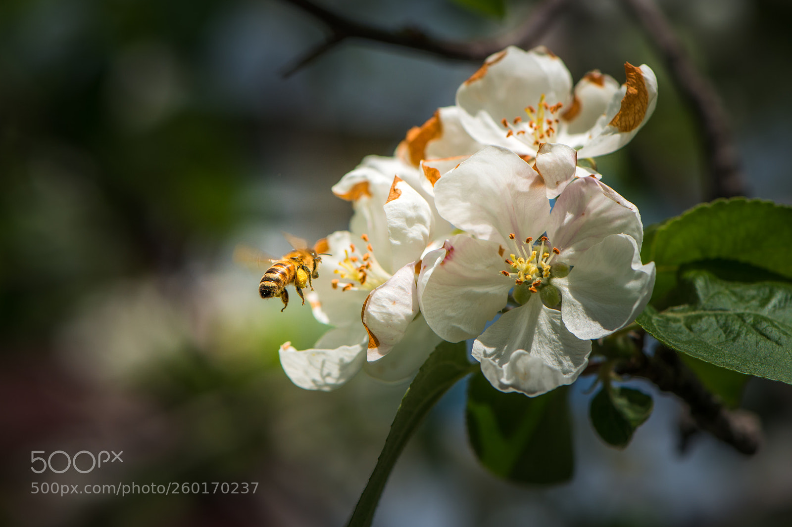 Nikon D800 sample photo. Pollen transportation photography