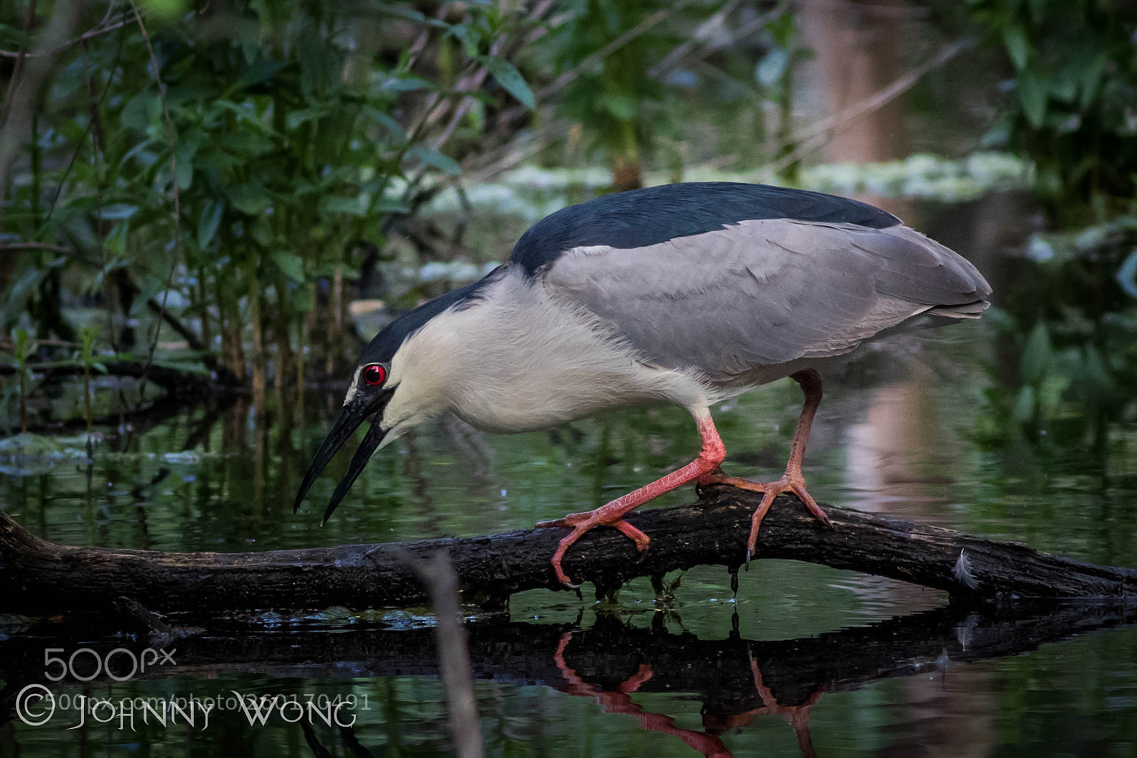 Canon EOS 7D Mark II sample photo. Black crowned night heron photography