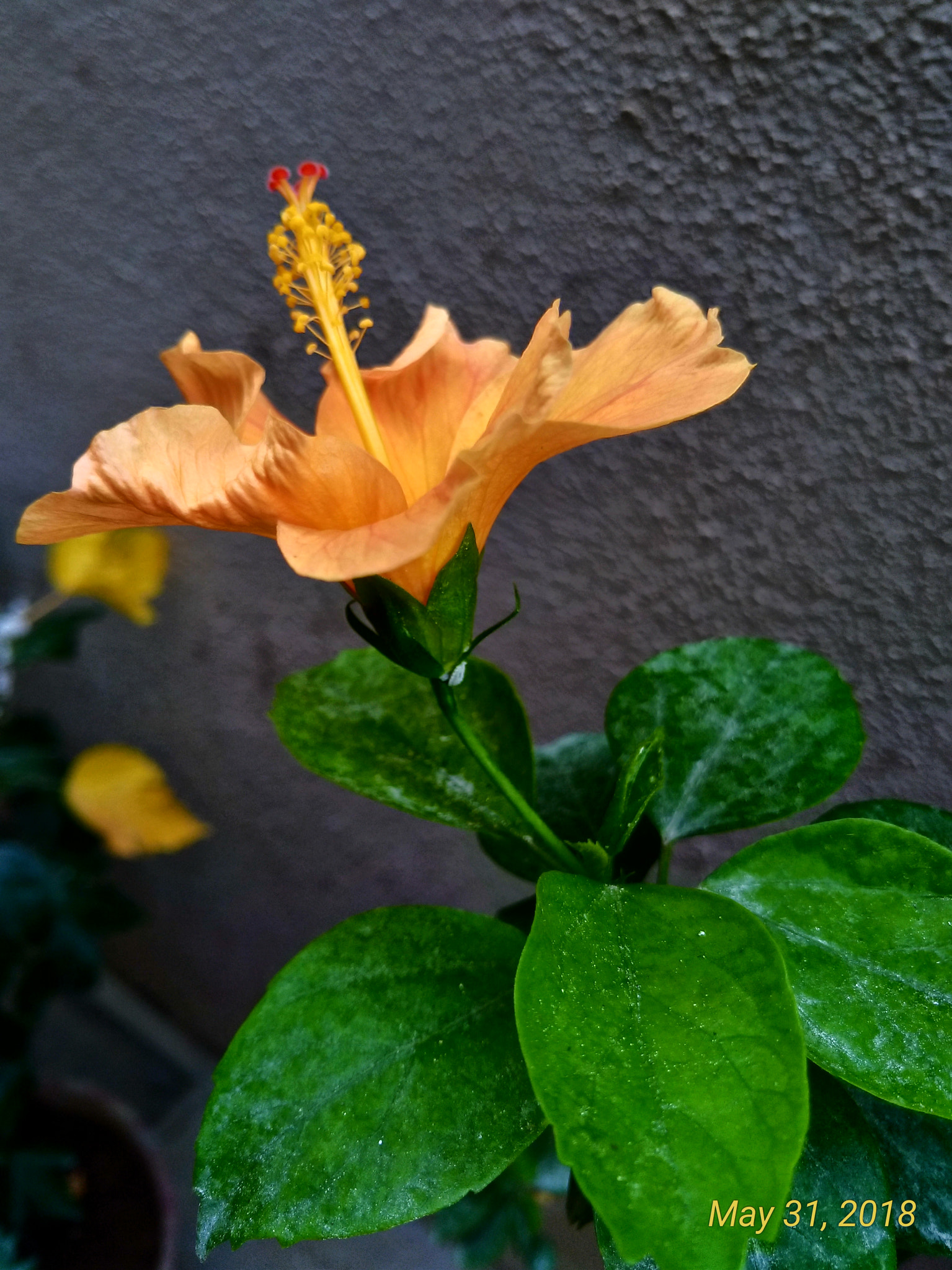 ASUS ZenFone 3 Zoom (ZE553KL) sample photo. Flower photography