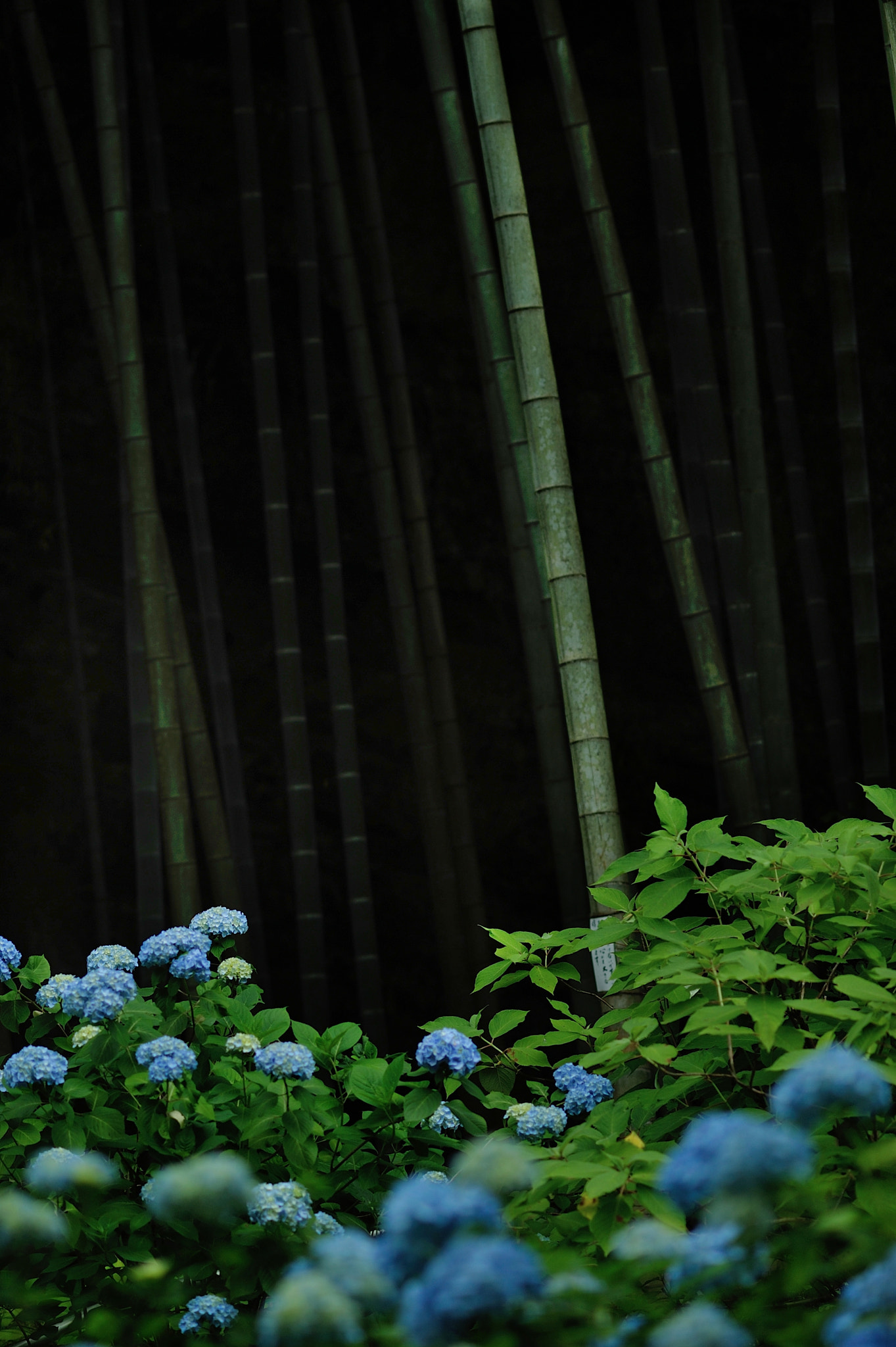 Nikon D700 sample photo. Bamboo and hydrangia photography