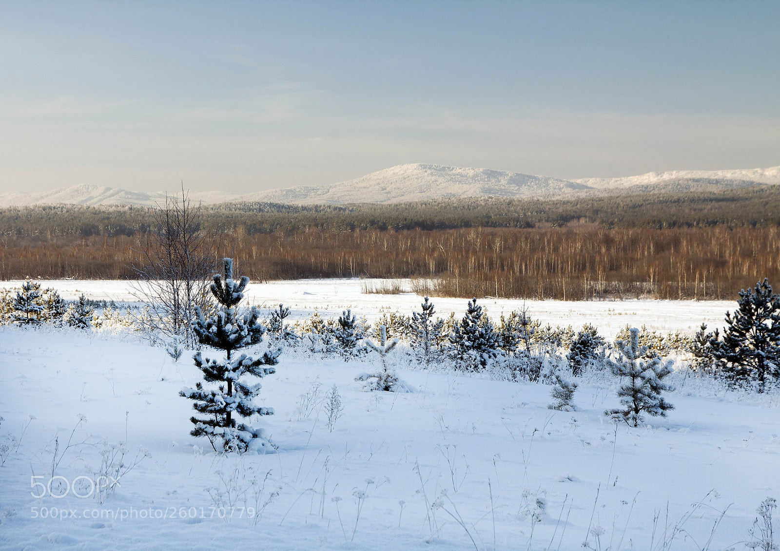Canon EOS 60D sample photo. Small fir trees in photography