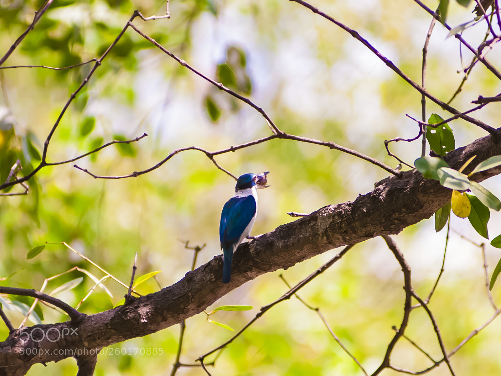 Nikon D700 sample photo. Bird photography