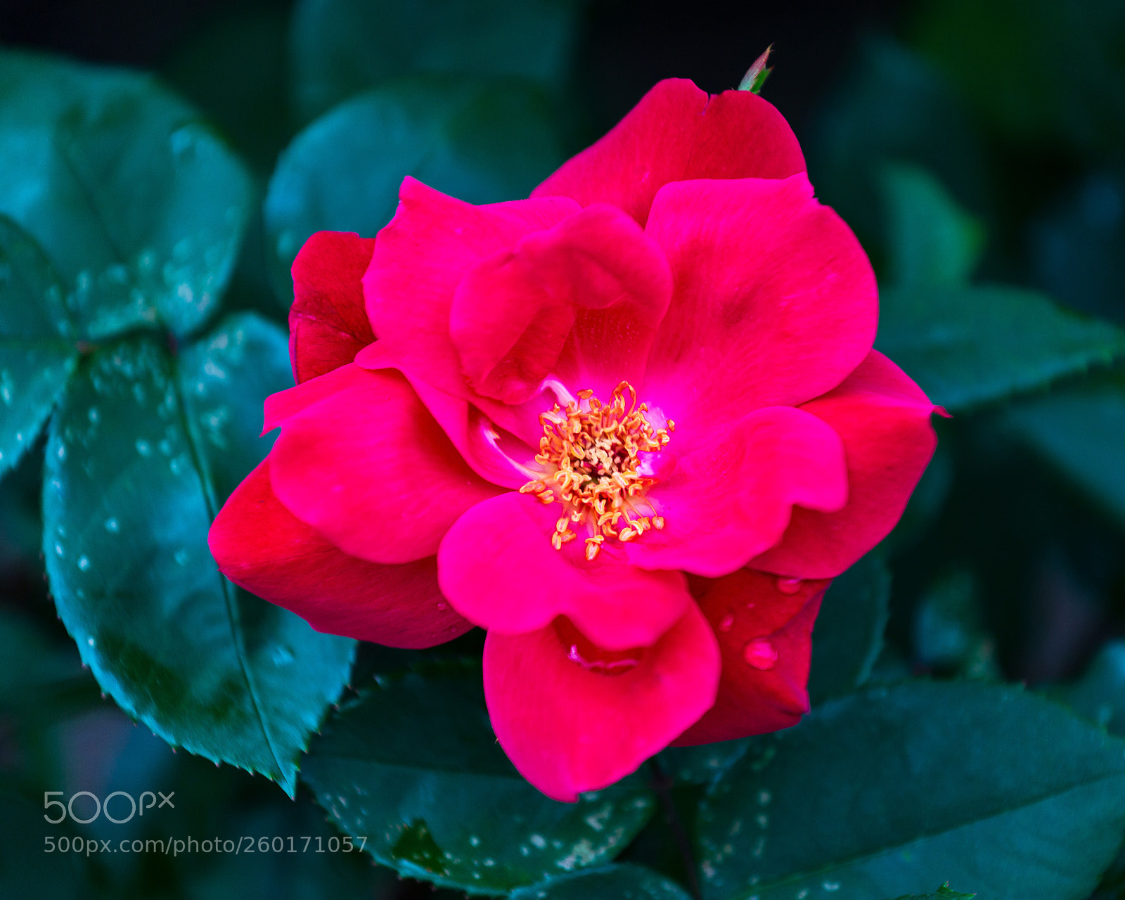 Canon EOS 6D sample photo. Red photography