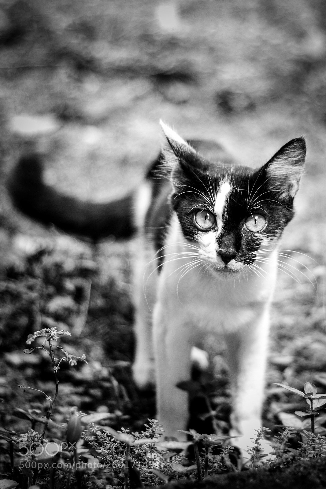 Canon EOS 600D (Rebel EOS T3i / EOS Kiss X5) sample photo. Black and white cat photography