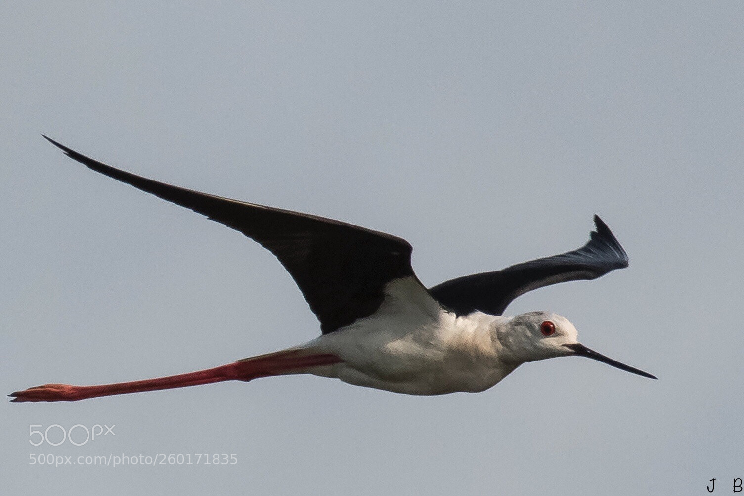 Nikon D500 sample photo. Black winged stilt  photography