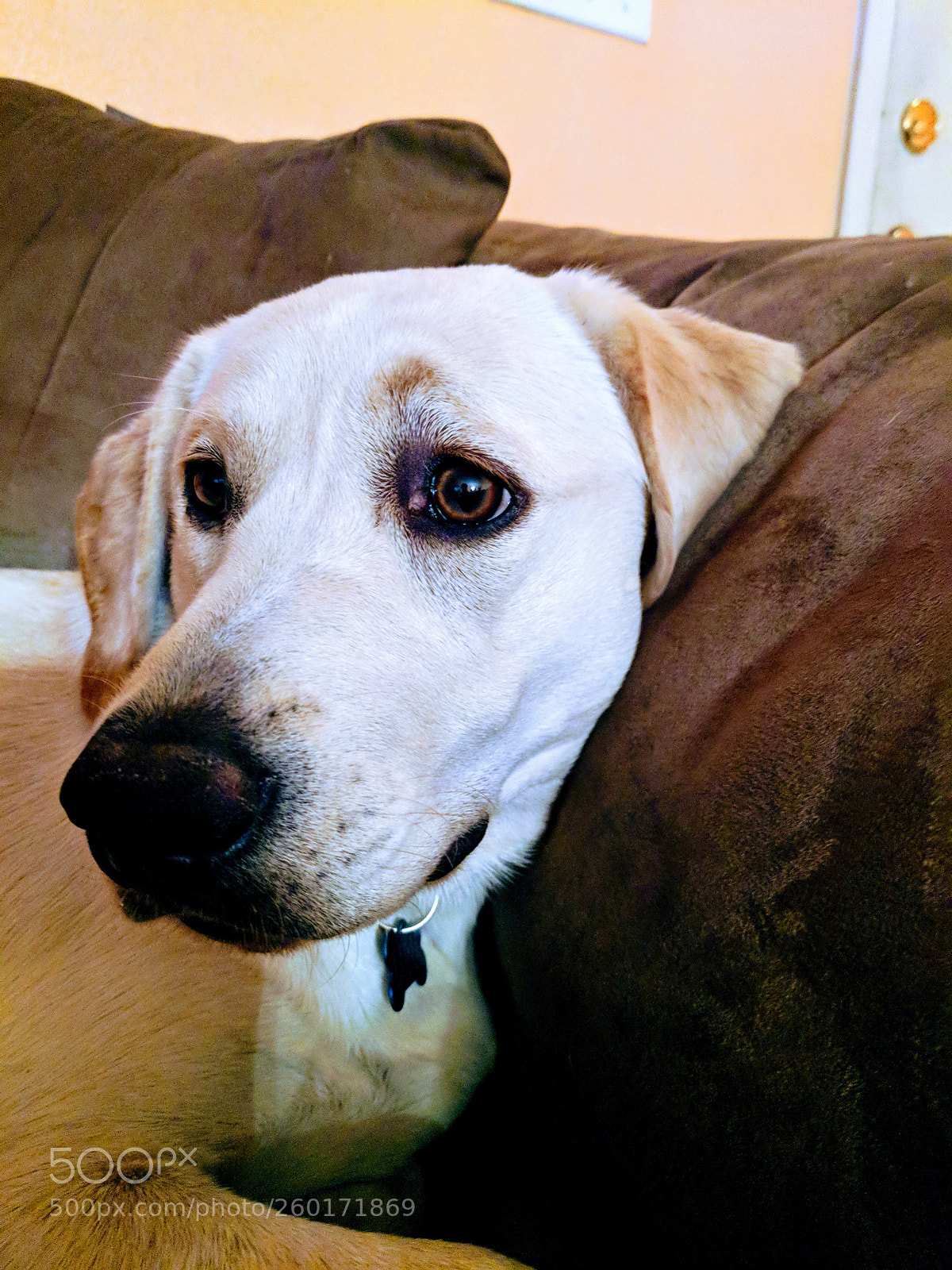 Google Pixel sample photo. Those eyes photography