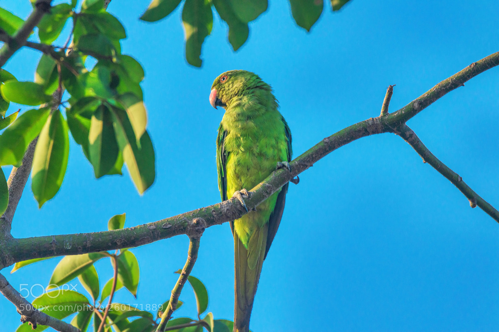 Nikon D3200 sample photo. Green parrot, blue sky photography