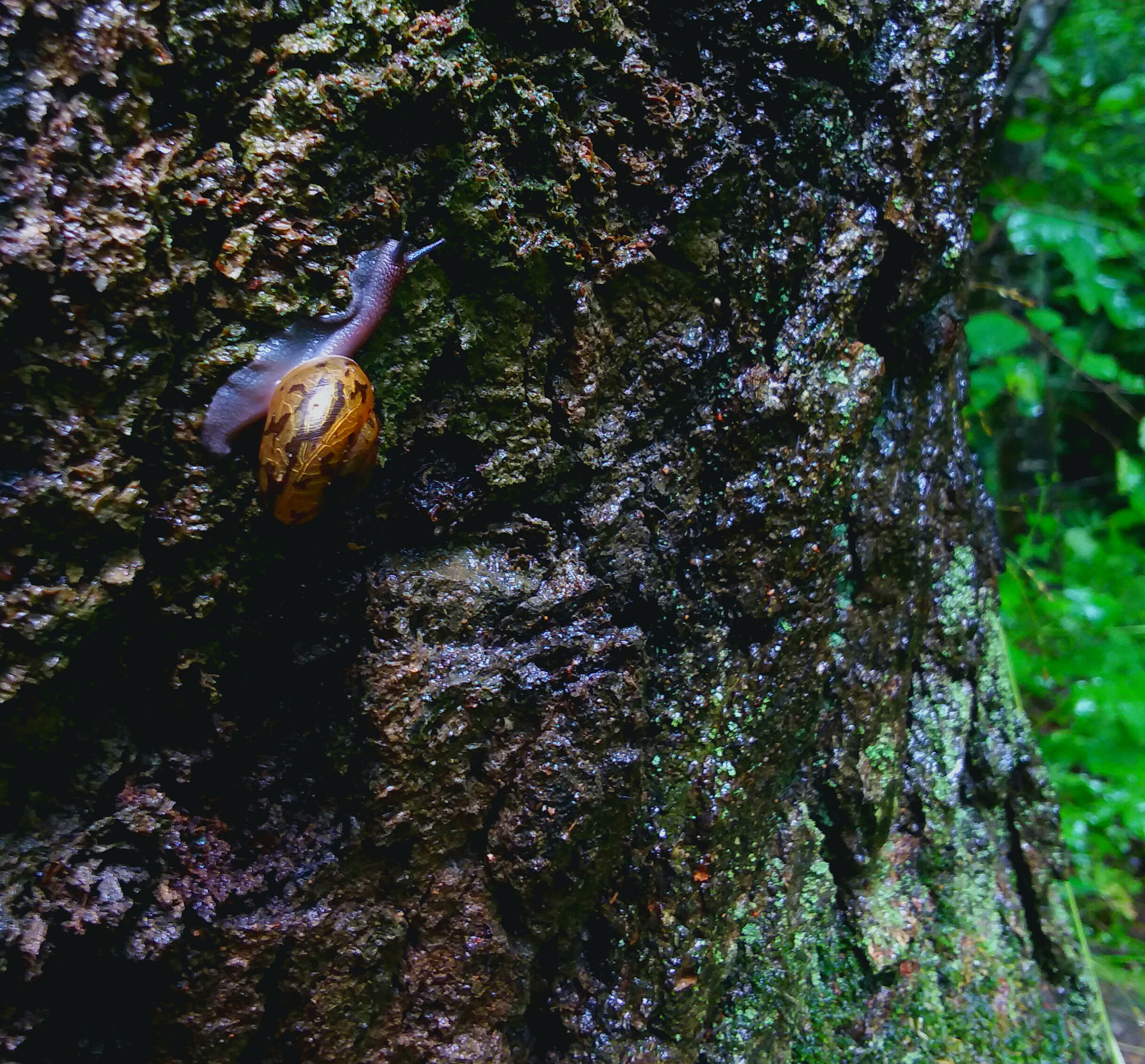 Samsung Galaxy J7 Pop sample photo. Nature's models photography