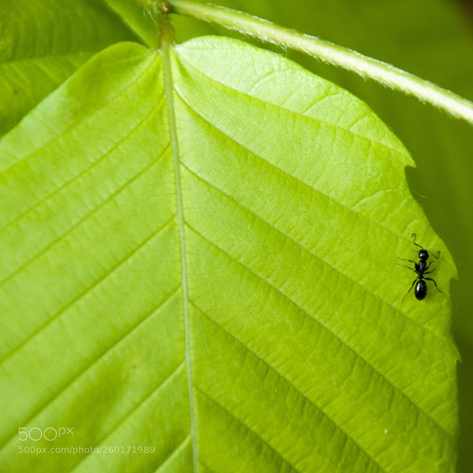 Nikon D40X sample photo. The mighty ant photography