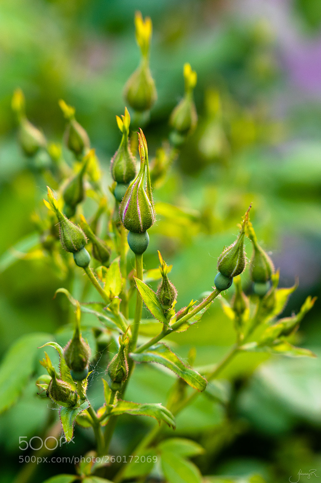 Nikon D810 sample photo. Rose buds photography