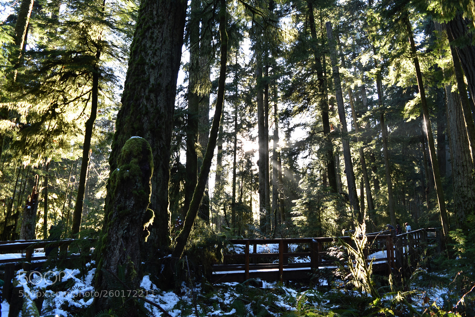 Nikon D5500 sample photo. The grove photography