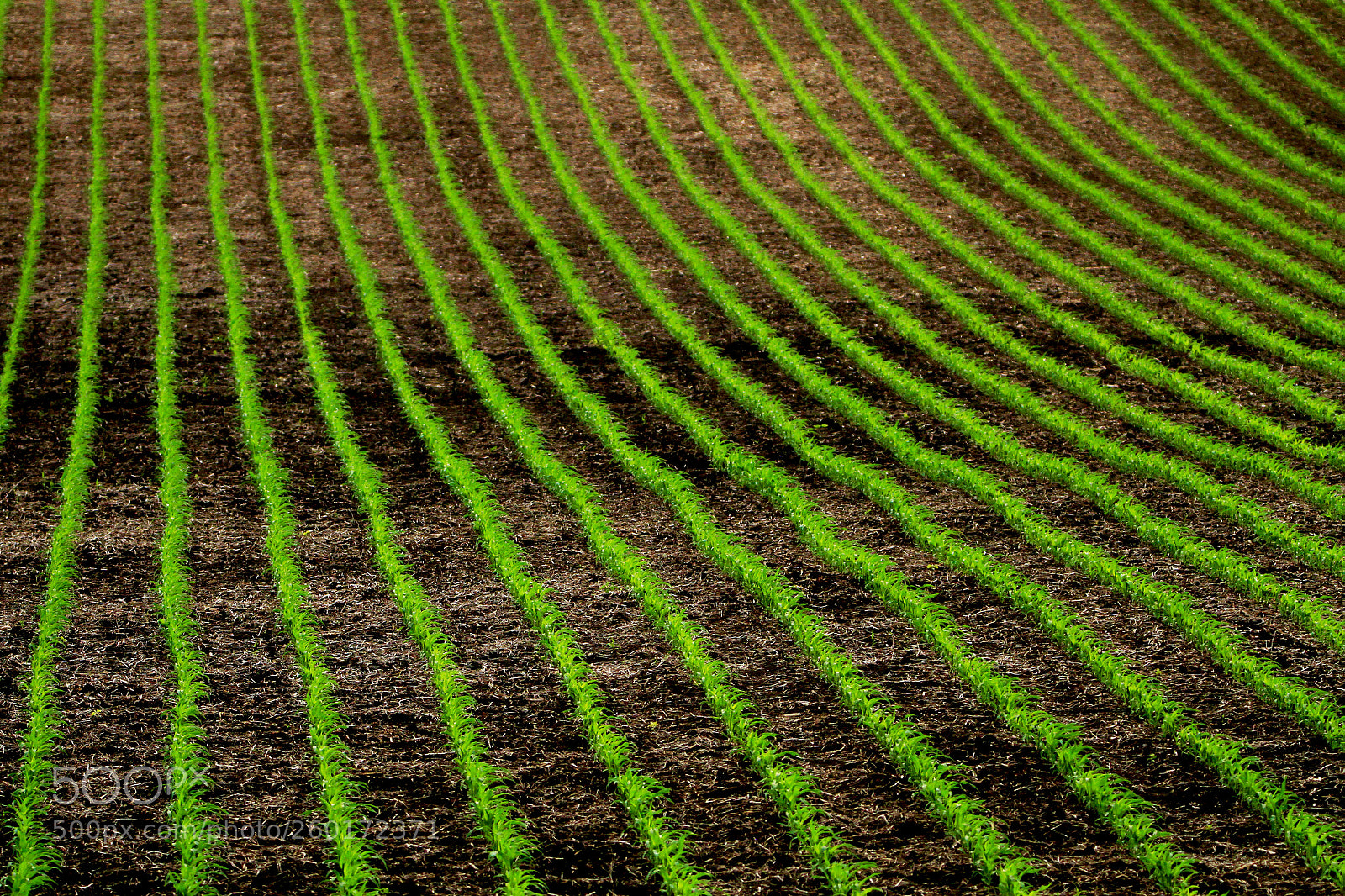 Canon EOS 7D sample photo. Sunny row photography