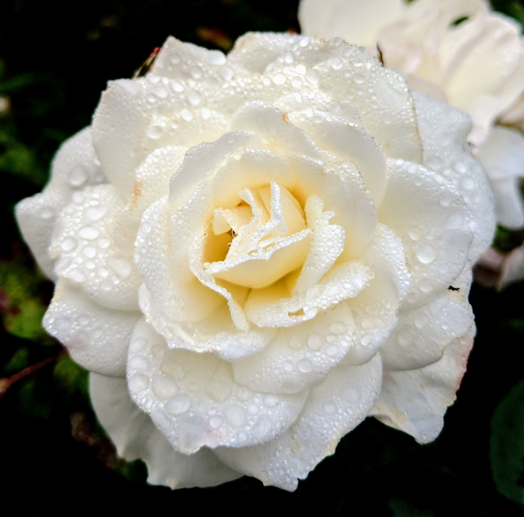 Google Pixel 2 XL sample photo
