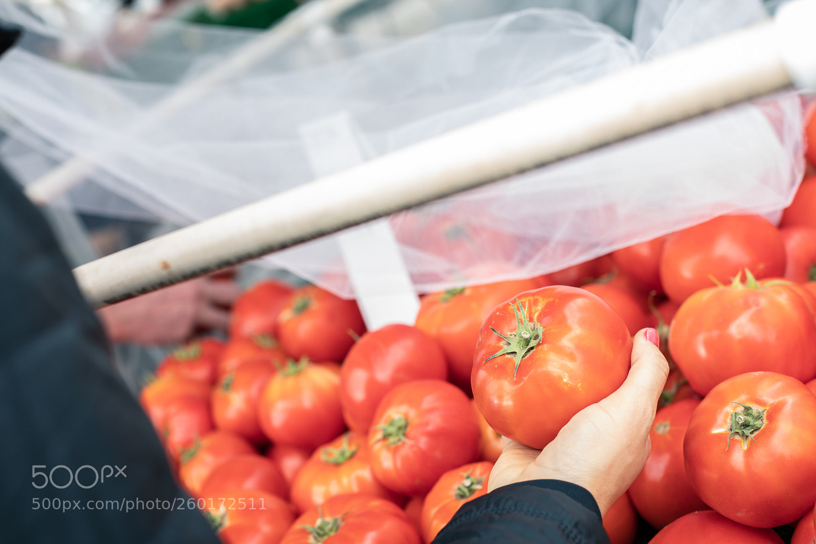 Canon EOS 5D Mark IV sample photo. A hand with a photography