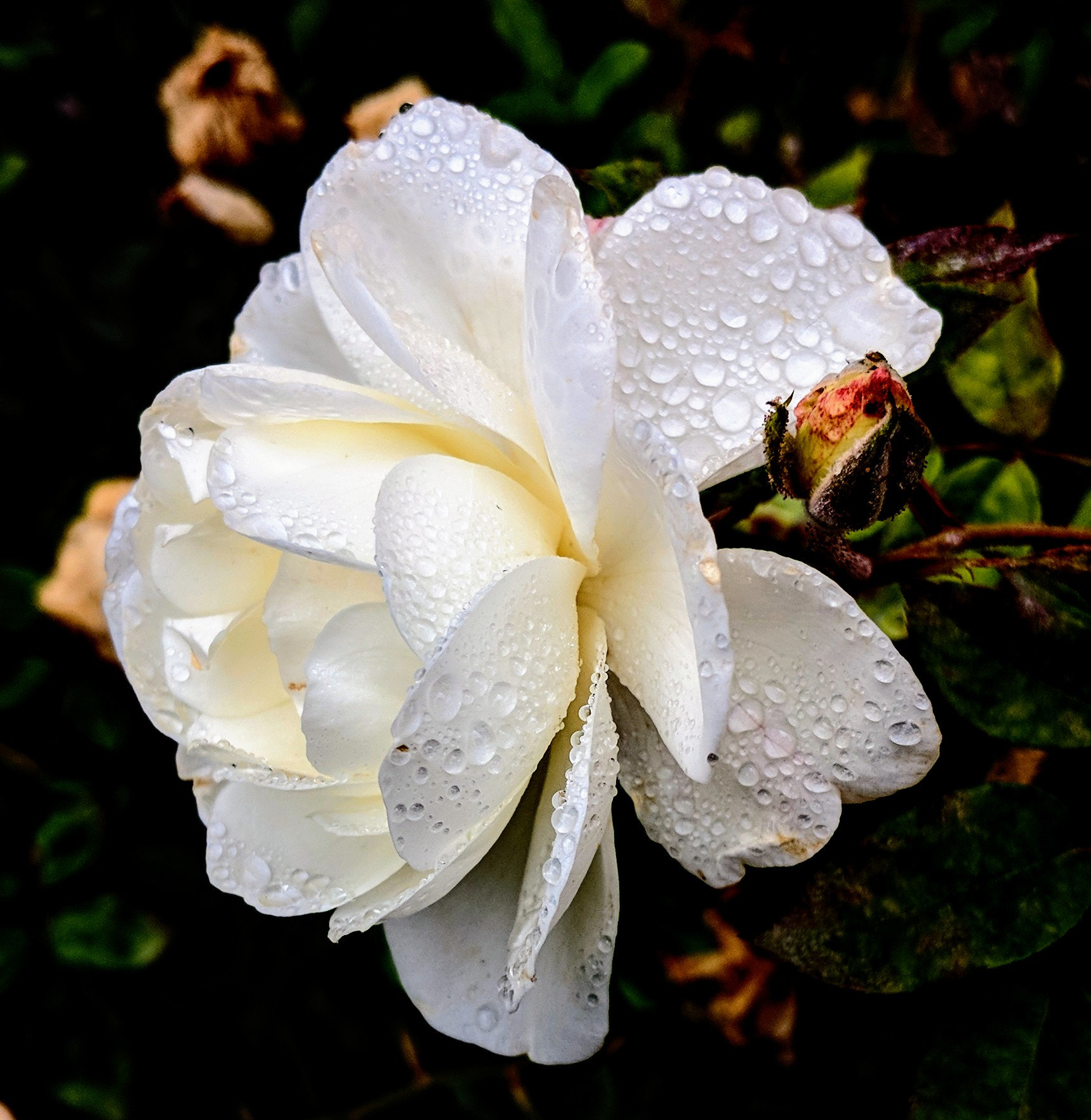 Google Pixel 2 XL sample photo