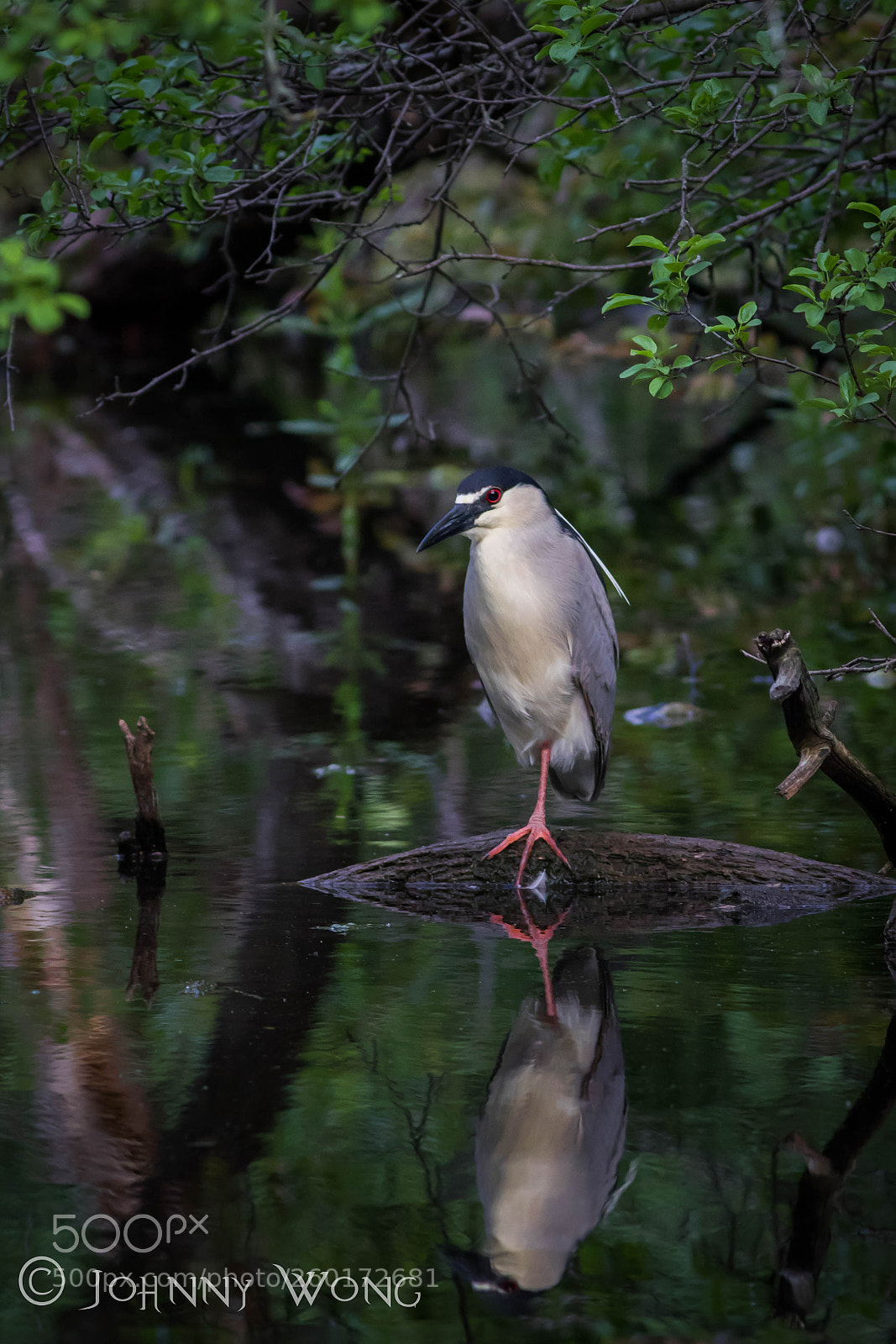Canon EOS 7D Mark II sample photo. Black crowned night heron photography