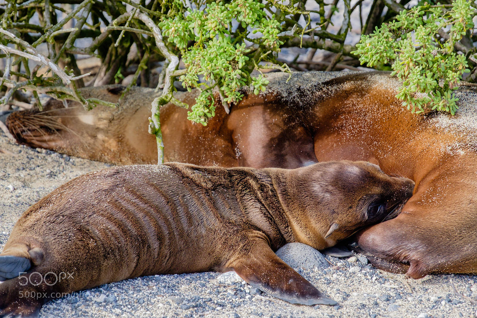 Fujifilm X-T1 sample photo. Baby seal photography