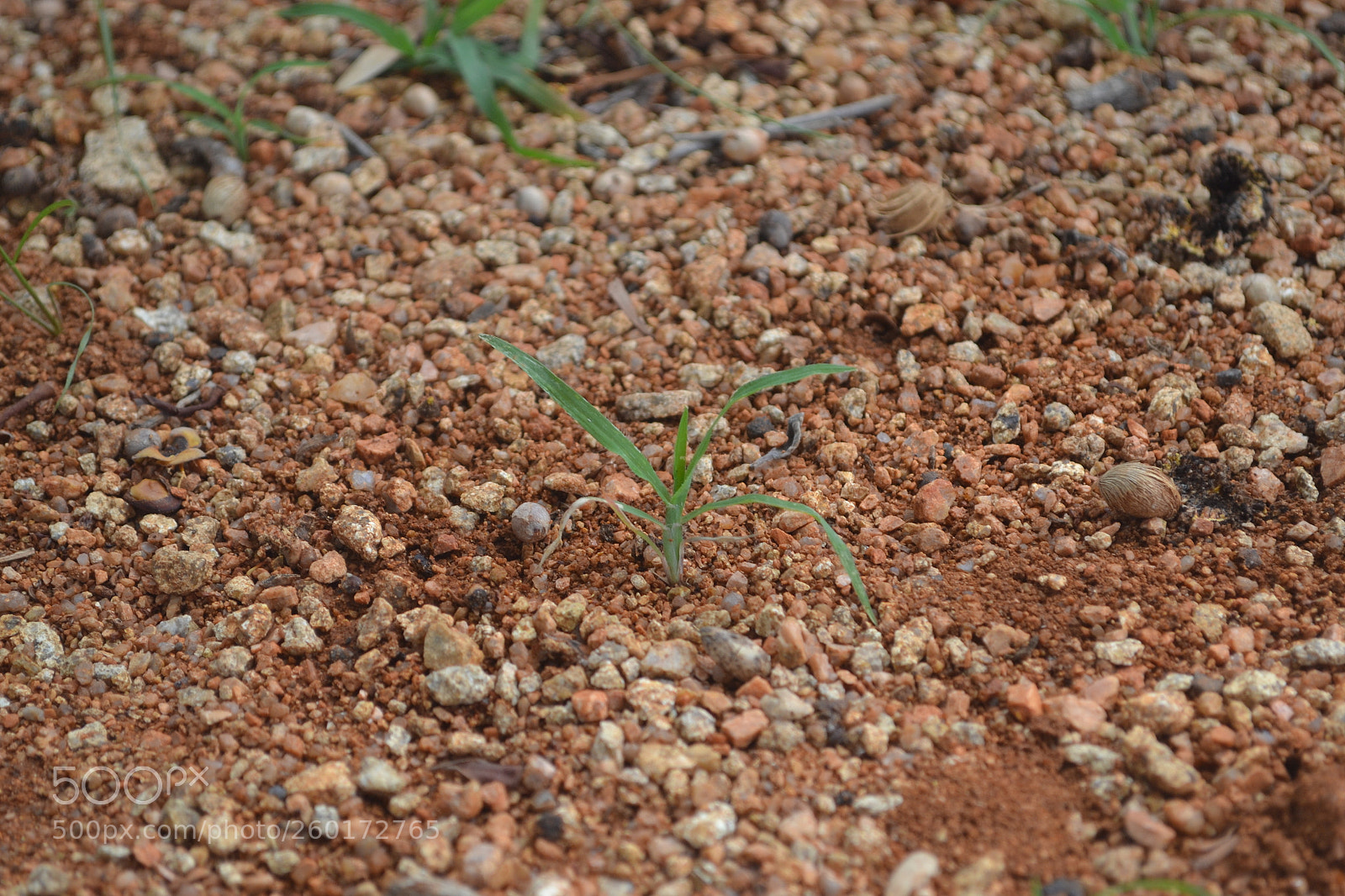 Nikon D3100 sample photo. Plant photography