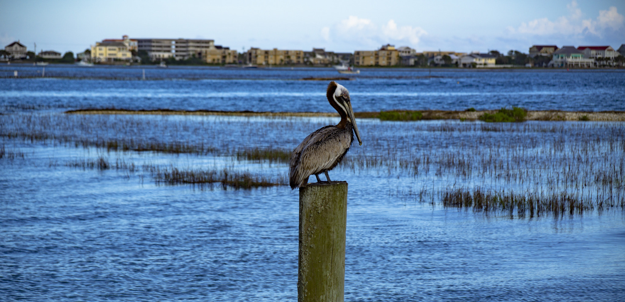 Sony a5100 sample photo. Pelican photography