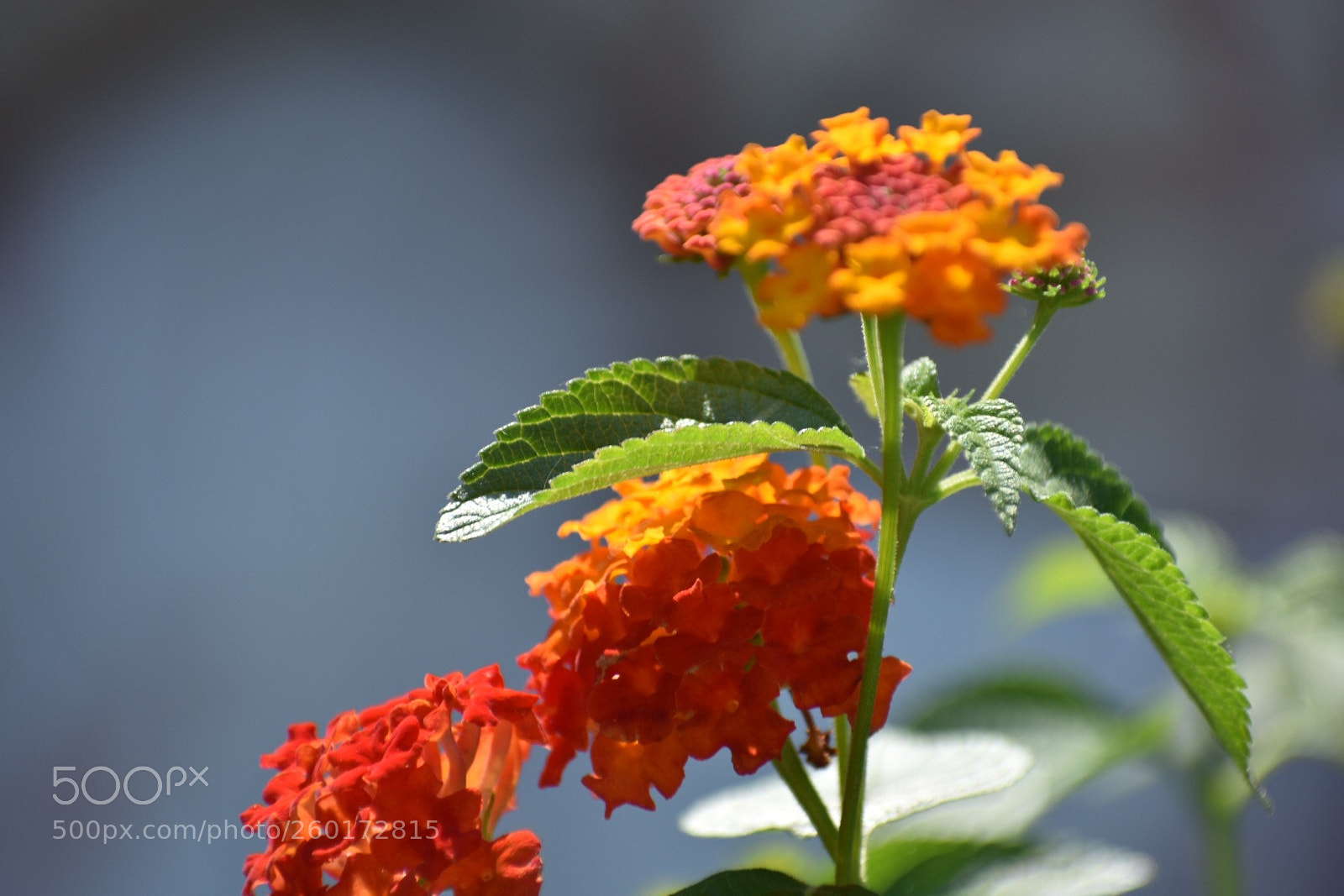 Nikon D3400 sample photo. Lantana photography