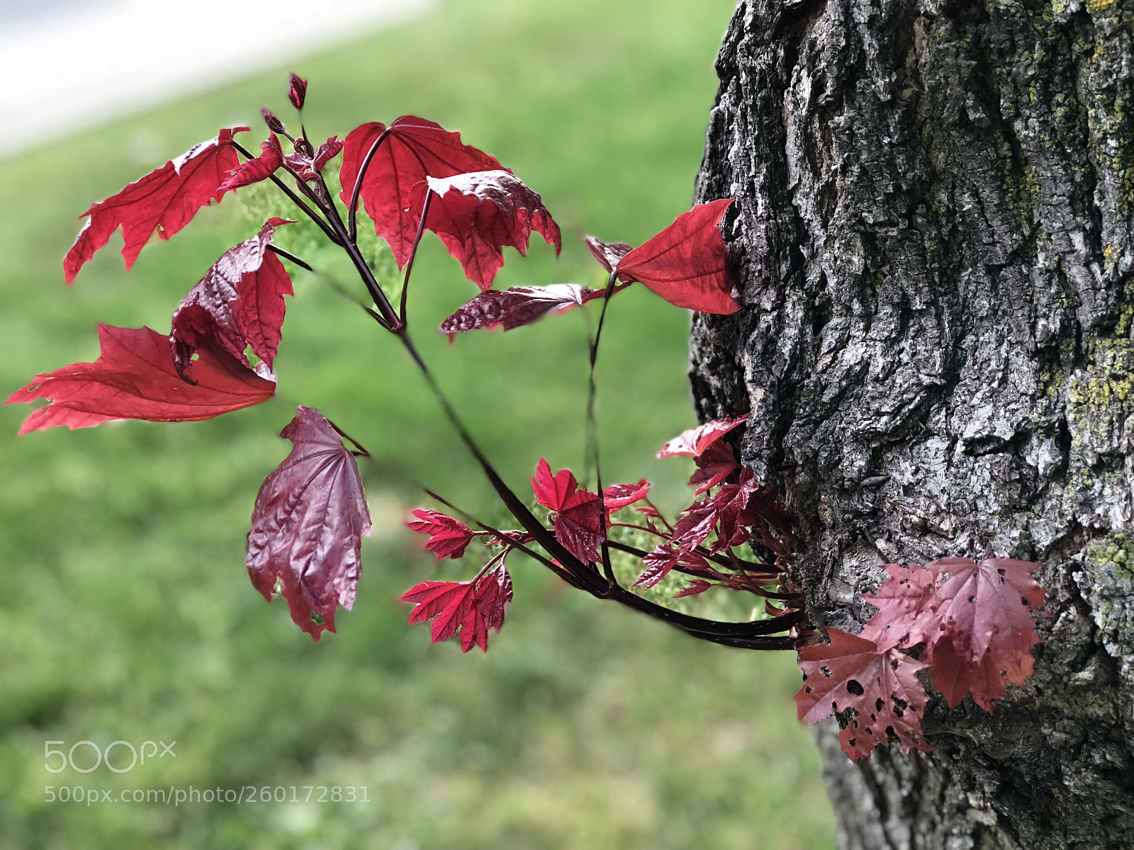 Apple iPhone 8 Plus sample photo. Untitled photography