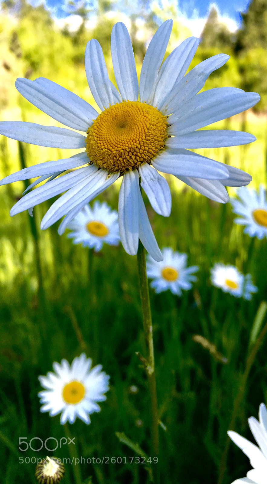 Apple iPhone 6s sample photo. Daisies photography