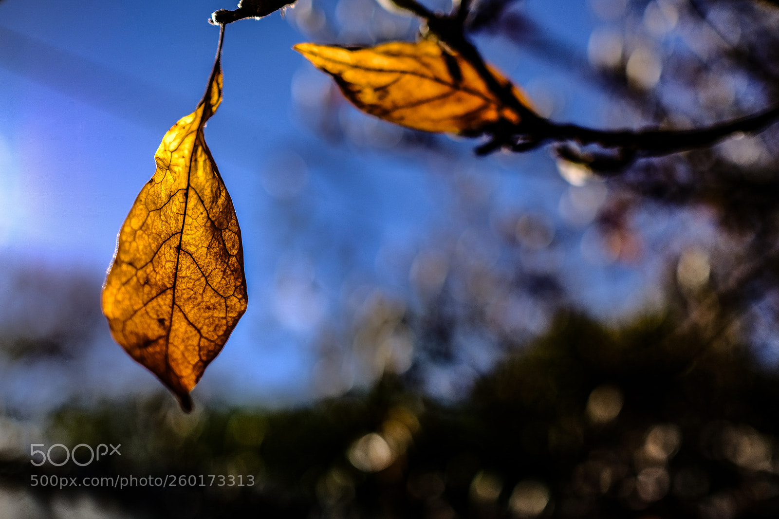 Fujifilm X-Pro2 sample photo. Autumn in canberra photography