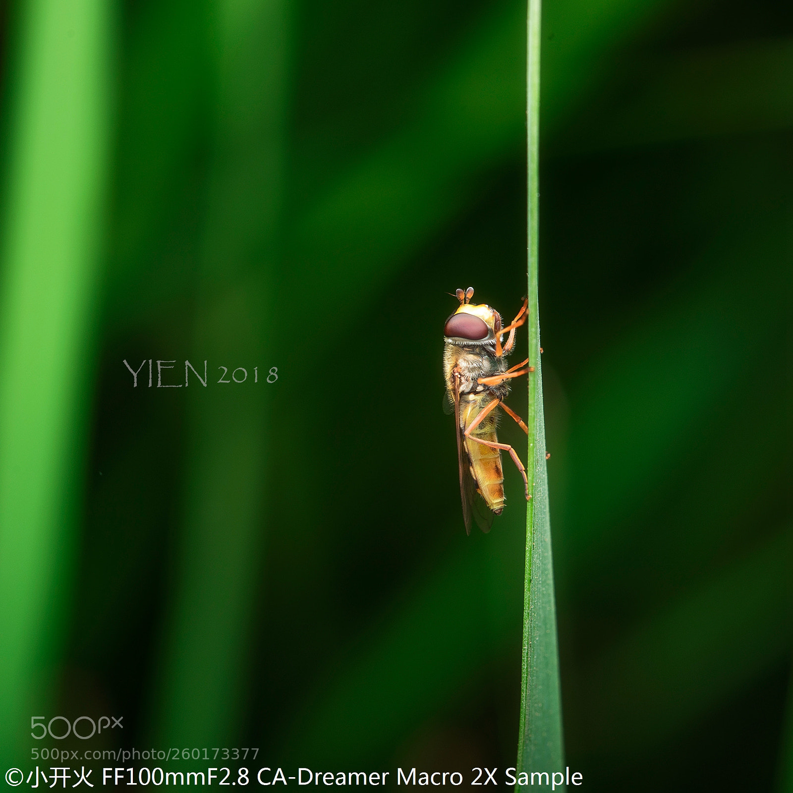 Nikon D810 sample photo. Laowa 100/2.8 2x photography