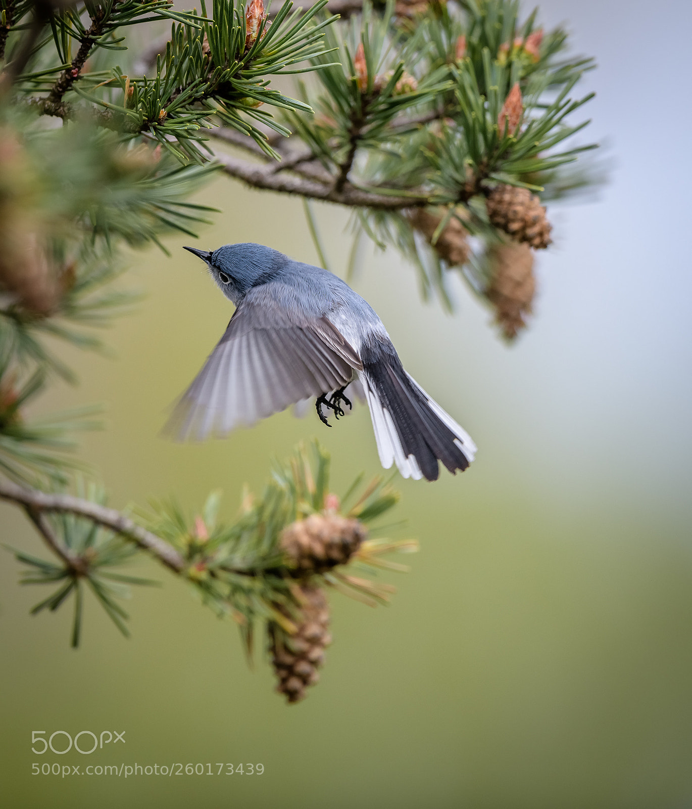 Nikon D850 sample photo. Blue-gray gnatcatcher photography