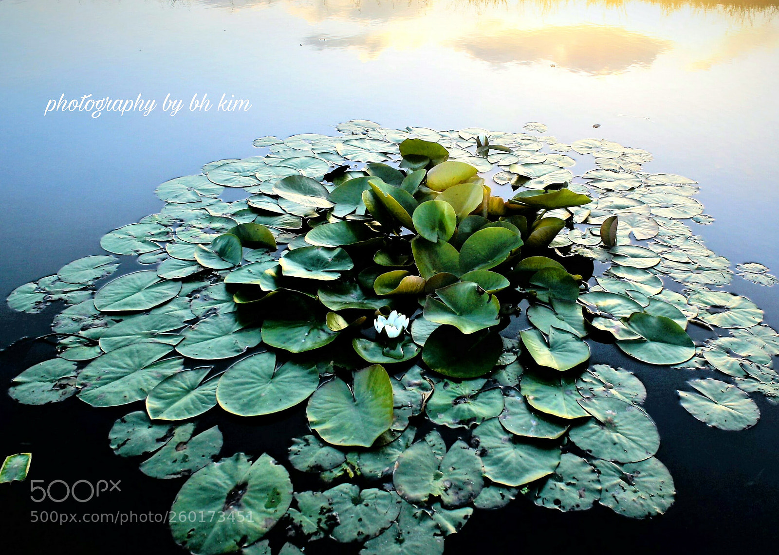 Canon EOS 1000D (EOS Digital Rebel XS / EOS Kiss F) sample photo. Water lily photography