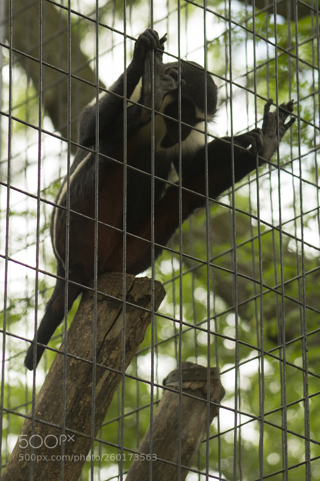 Canon EOS 1200D (EOS Rebel T5 / EOS Kiss X70 / EOS Hi) sample photo. Caged in monkey looking photography