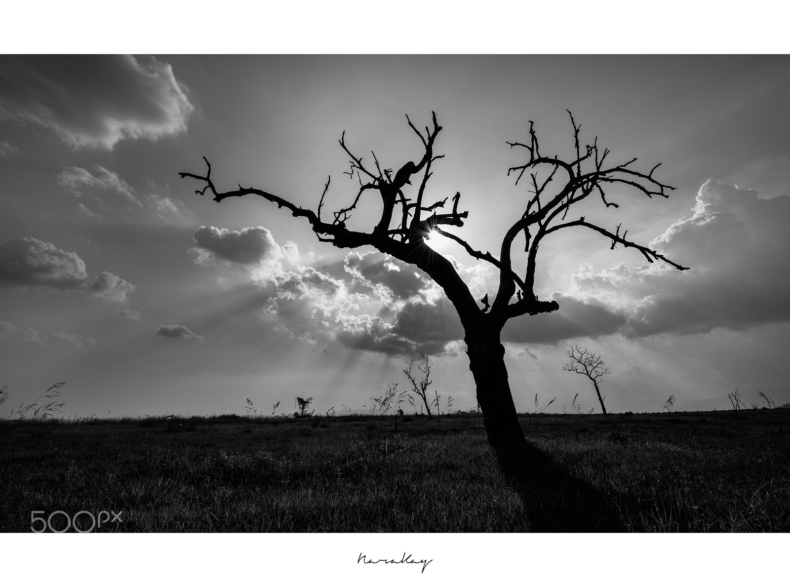 Nikon D810 sample photo. While there is life photography