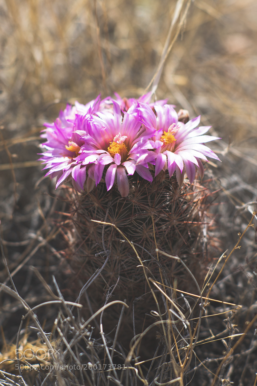 Nikon D500 sample photo. Desert bloom photography