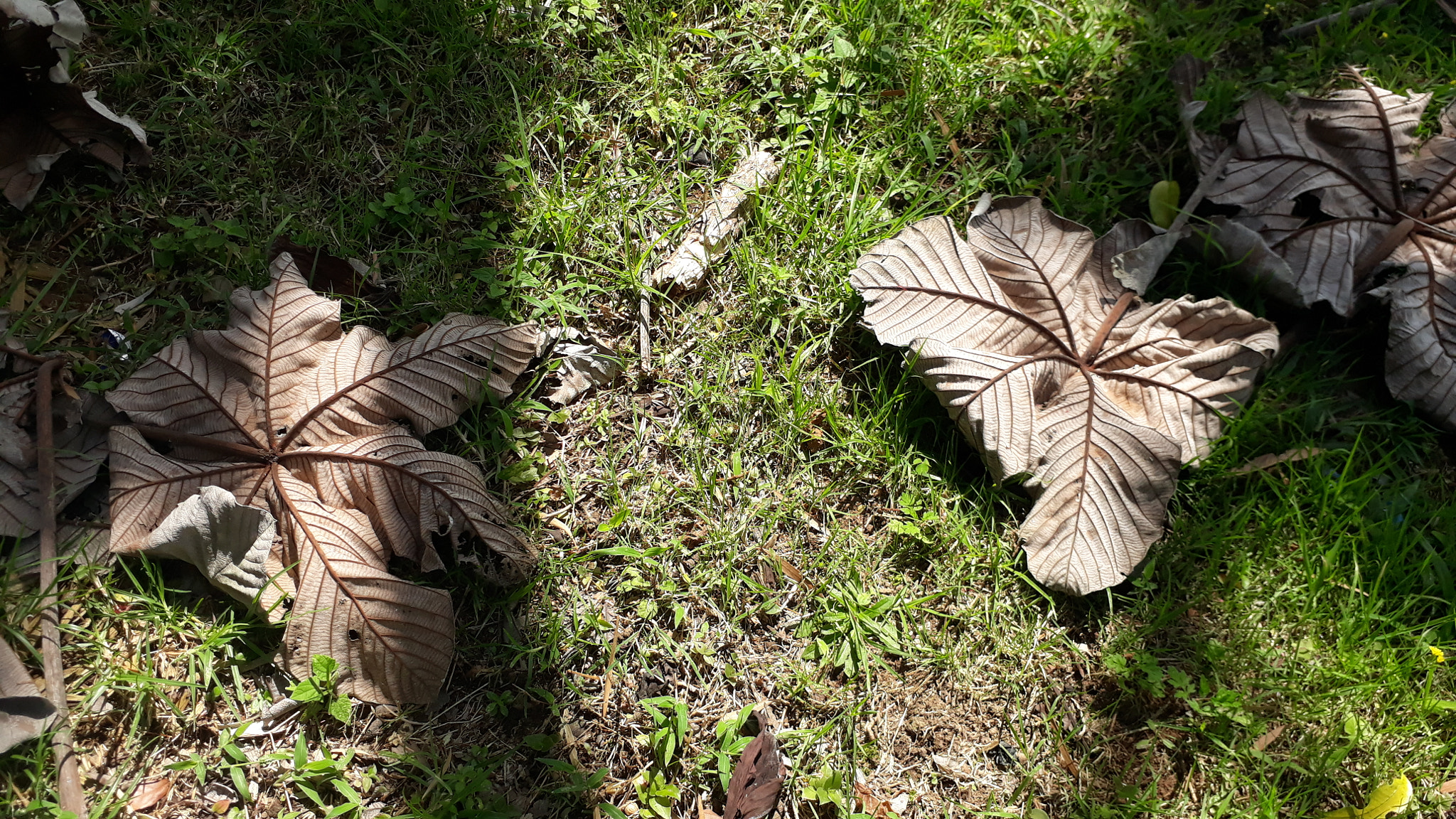 Samsung Galaxy J7 Prime sample photo
