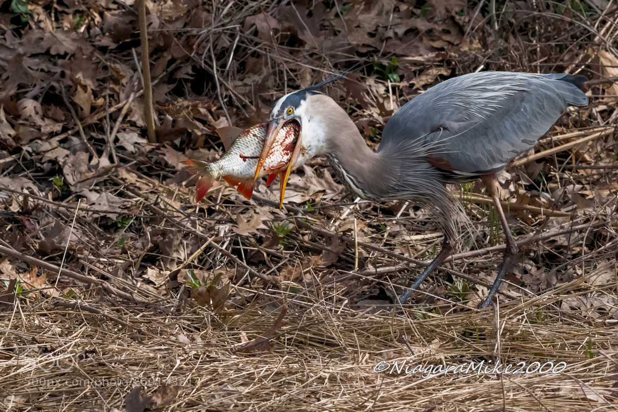 Nikon D850 sample photo. Great blue heron trying photography