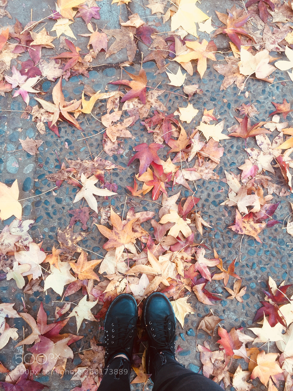 Apple iPhone 6 sample photo. Untitled photography