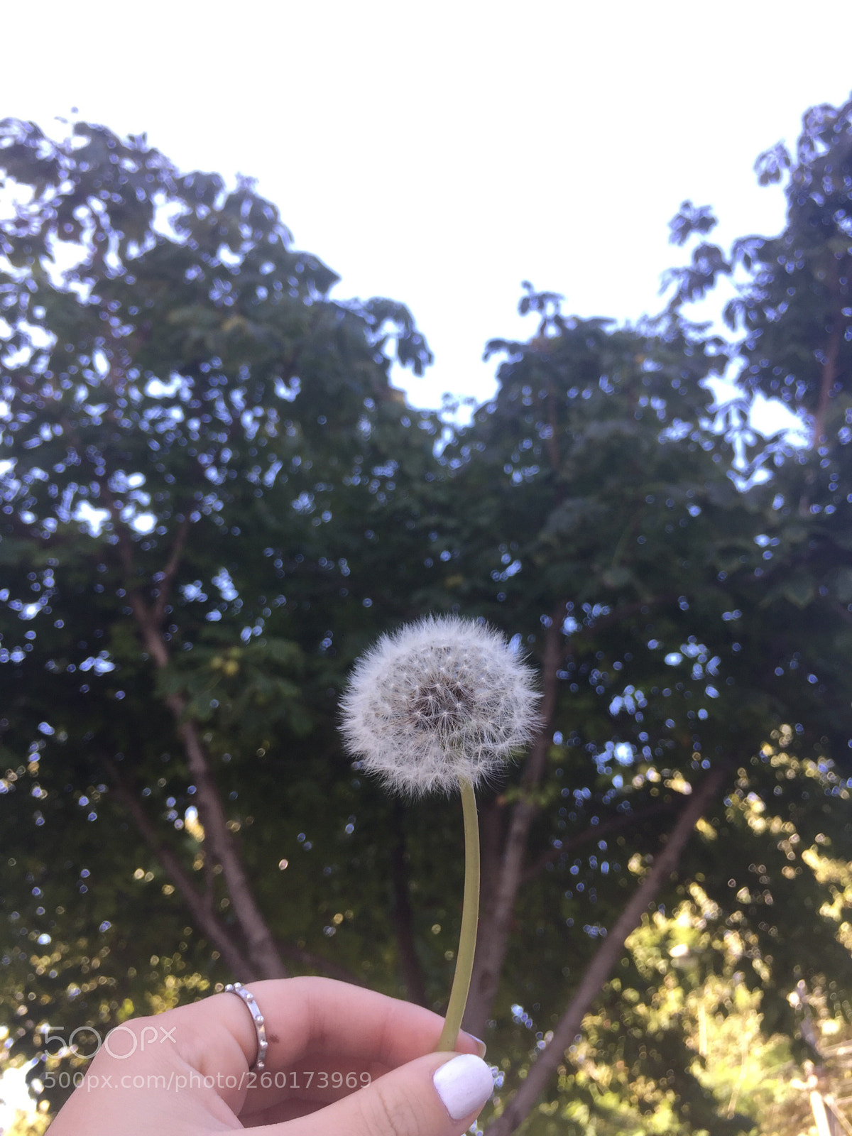 Apple iPhone 6 sample photo. Untitled photography