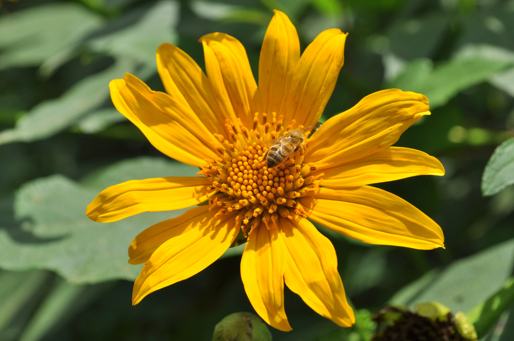 Nikon D5000 sample photo. Cbo photography
