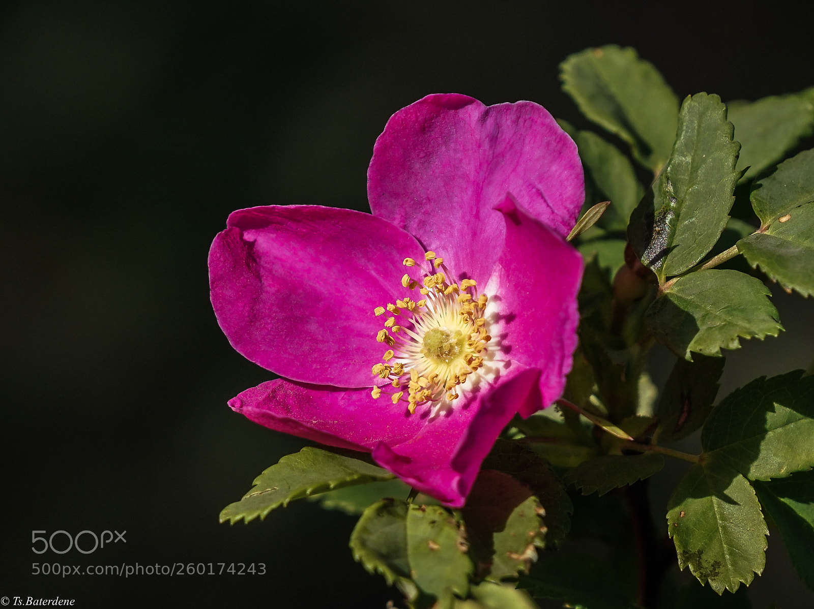 Sony a7R III sample photo. Blossom photography