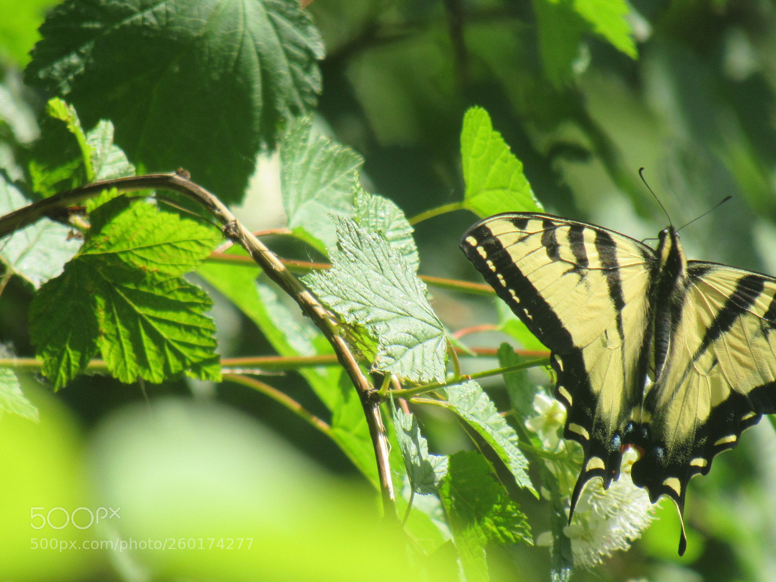 Canon PowerShot SX530 HS sample photo. Butterfly effect photography