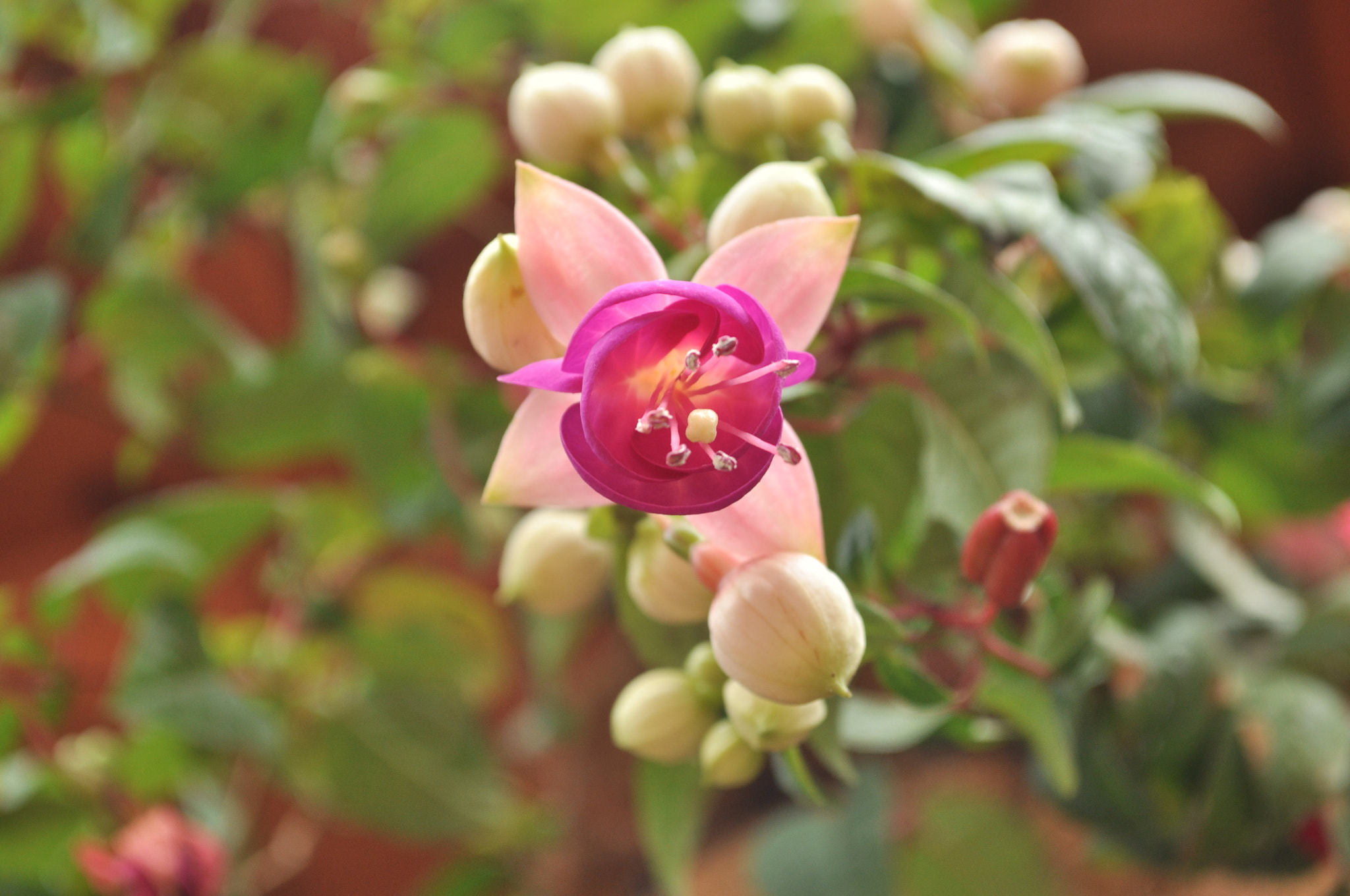 Nikon D5000 sample photo. Afac o photography