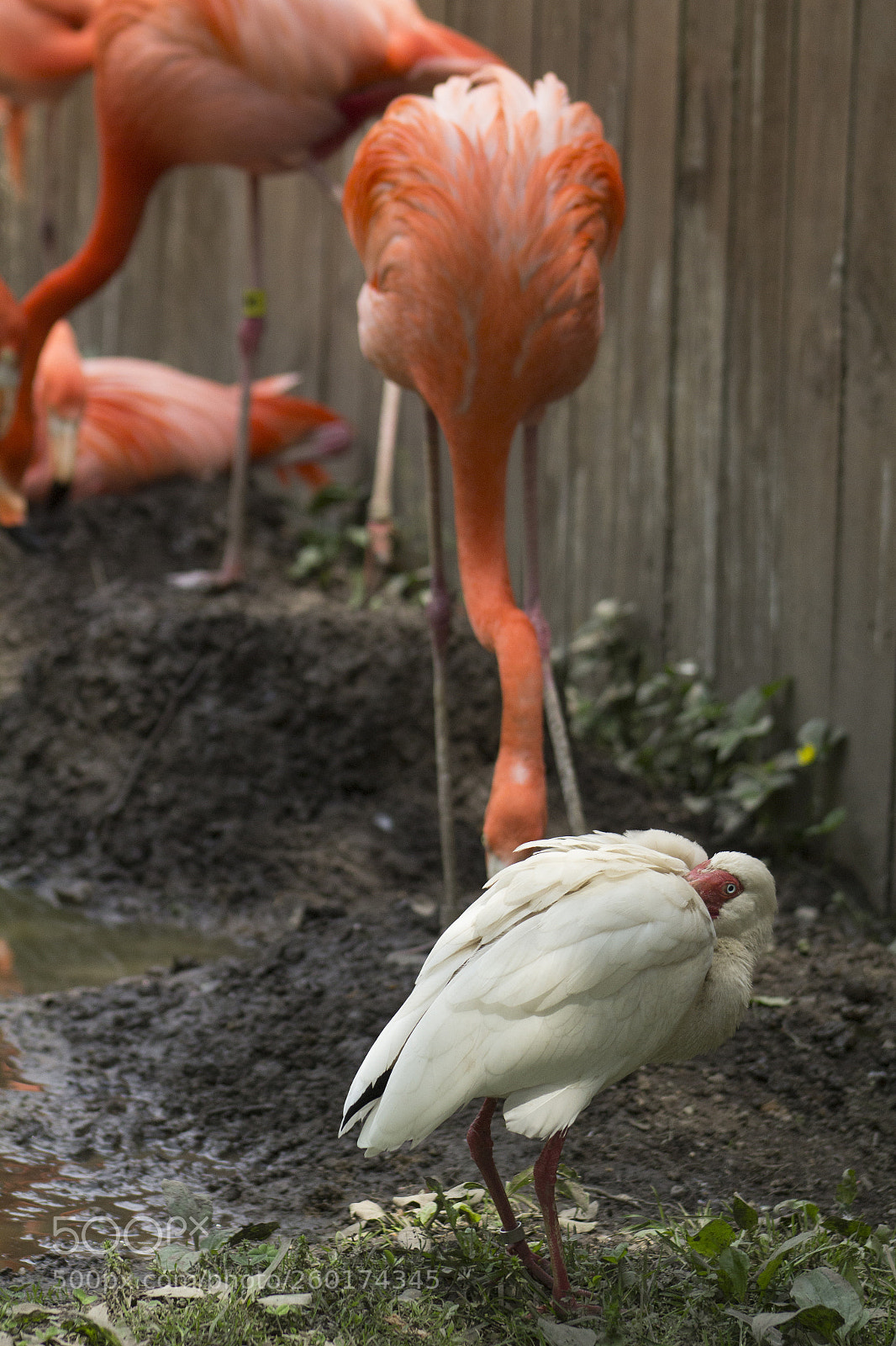 Canon EOS 1200D (EOS Rebel T5 / EOS Kiss X70 / EOS Hi) sample photo. White bird next to photography