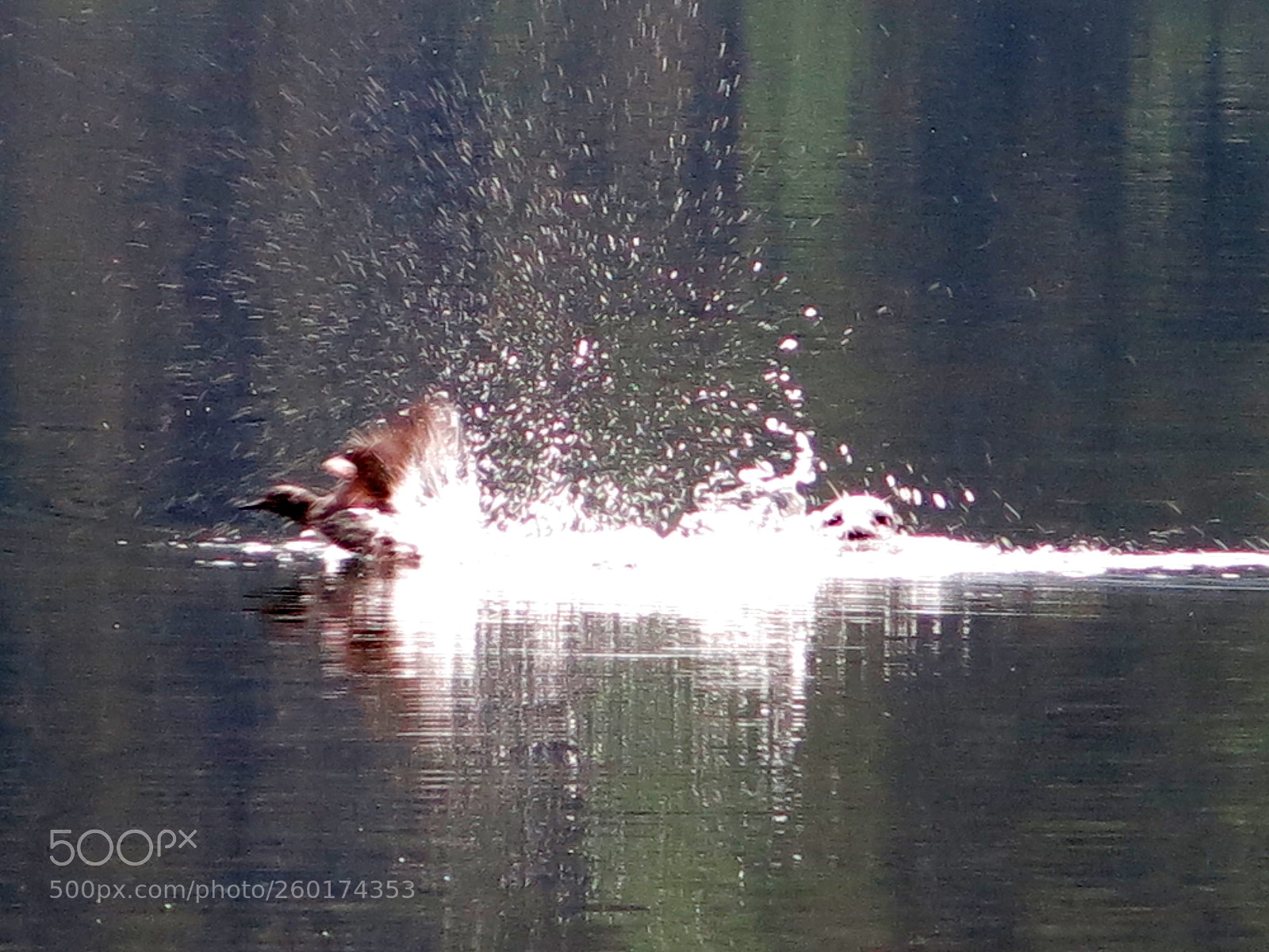 Canon PowerShot G15 sample photo. Img 3979-0.jpg sea hunting photography