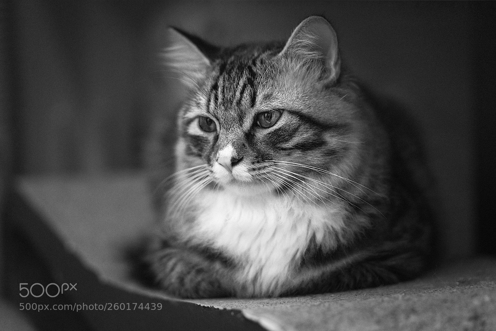 Sony a7R II sample photo. Untitled photography