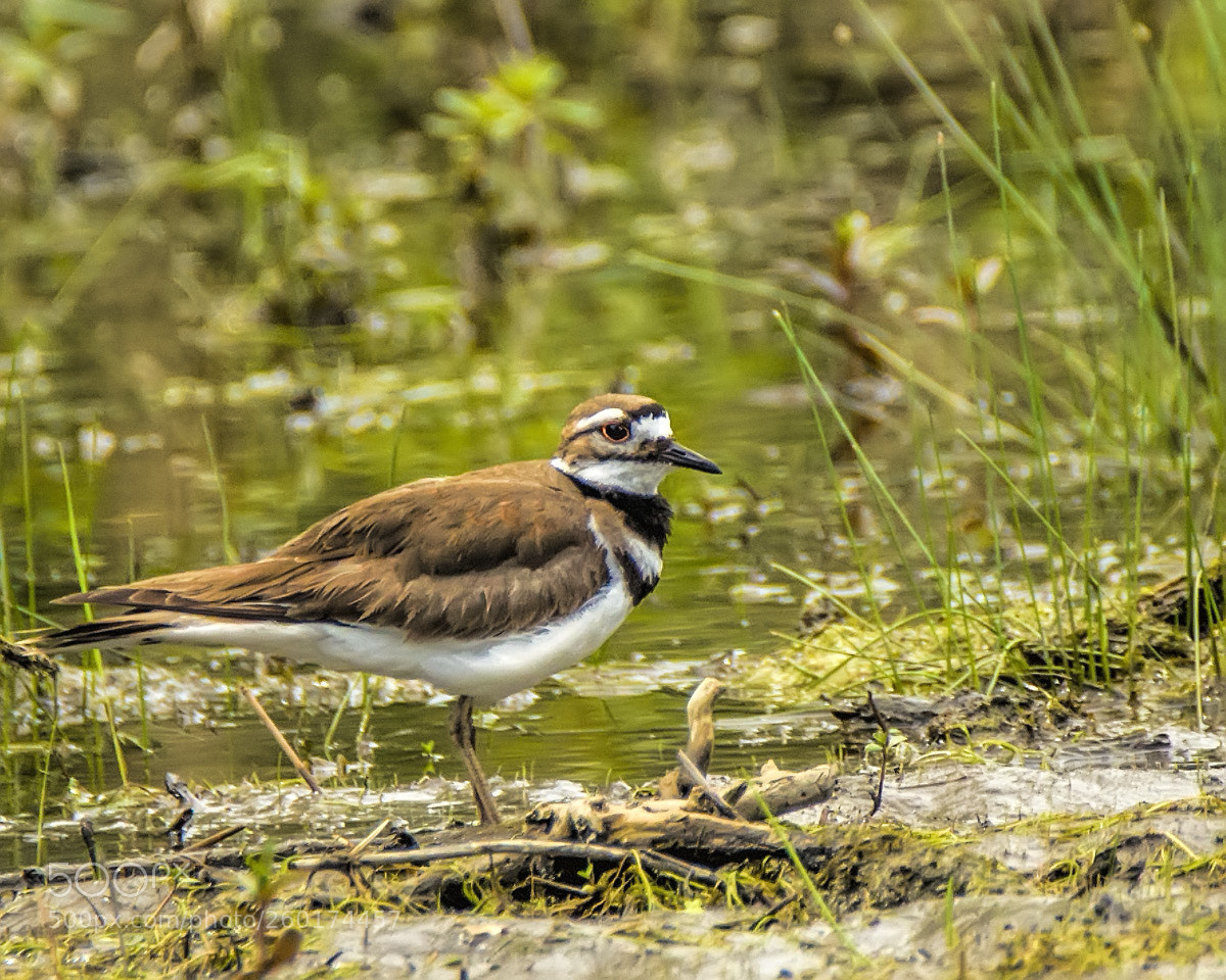 Nikon D7000 sample photo. Kildeer photography