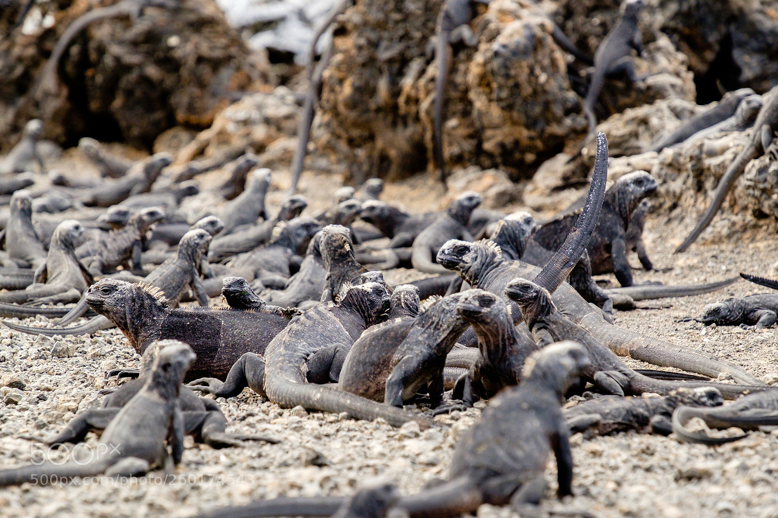 Fujifilm X-T1 sample photo. Baby iguanas photography